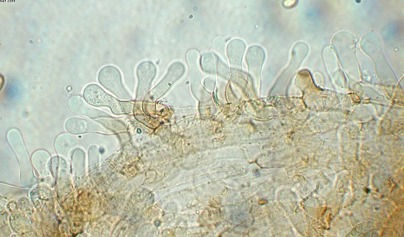 Simocybe haustellaris   ( Fr. )   Watling